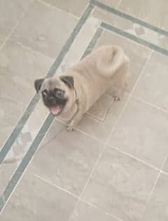 top quilty pug  female for sale