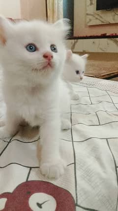 Persian kittens available