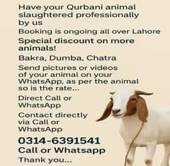 Apna Bakra Chatra Or Dumba Yaha Sa ziba Karway Kam Raate Par