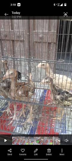 Haldy and active chix par pice 1150