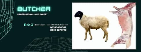 bakra sheep lamb kasai first day  available