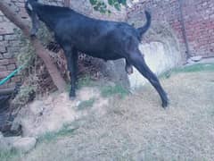 Qurbani ka Bakra for sale