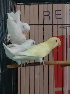 Albino