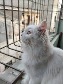 Persian cat double court