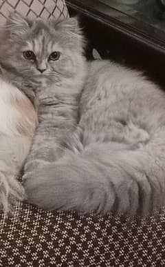 Persian kittens Punch Face with Mother