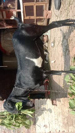 Bakra for sale