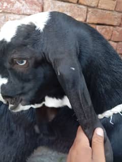 bakra