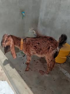 two goat male