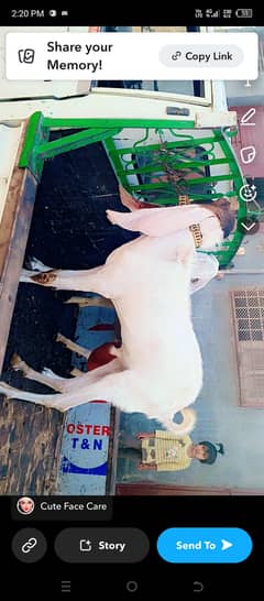 Bakra gulabi