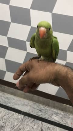 Birds