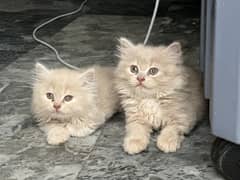 Persian Triple coat doll face kittens