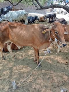 qarbani