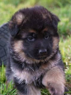 German Shepherd  Long Coat Puppies03463649736 WhatsApp