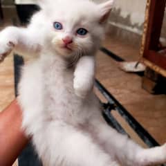 blue eyes, fluffy hairs,bath training,wighte,gold,smokye
