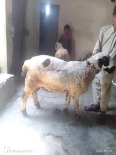 Chatra  1