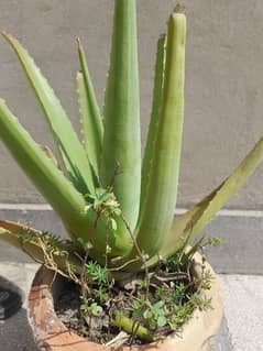 aloe