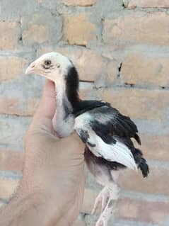 Aseel chicks ( 03410429985)