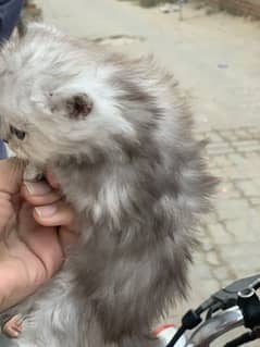 Persian  triple cod hazel grey