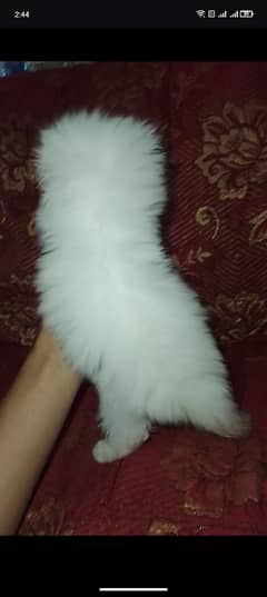 contact (0.3. 20.4. 7.33. 60.1)Persian kitten Sami punch face triple coat