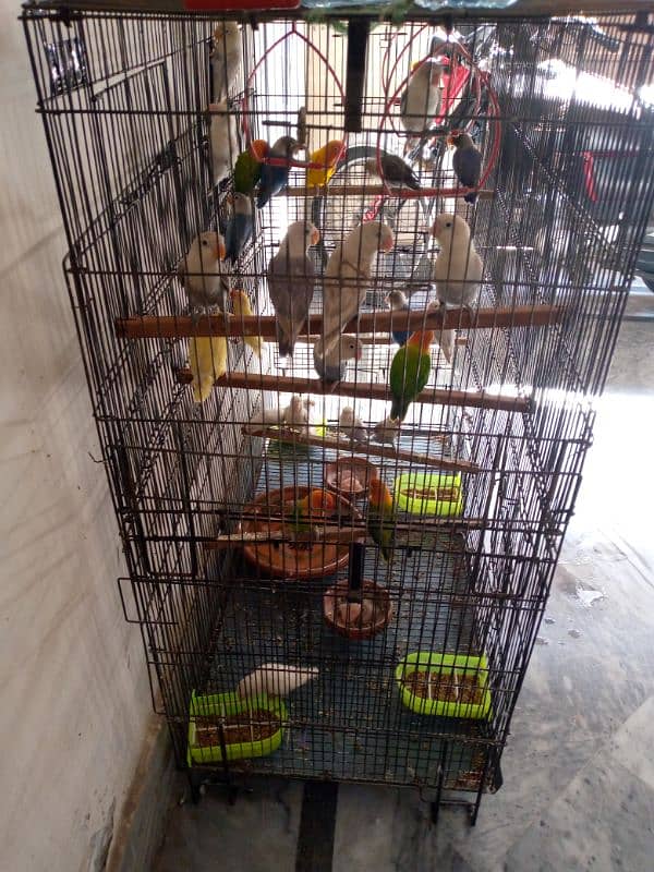 Love birds (blue fishri, sable, blue pastel, green opline) 0