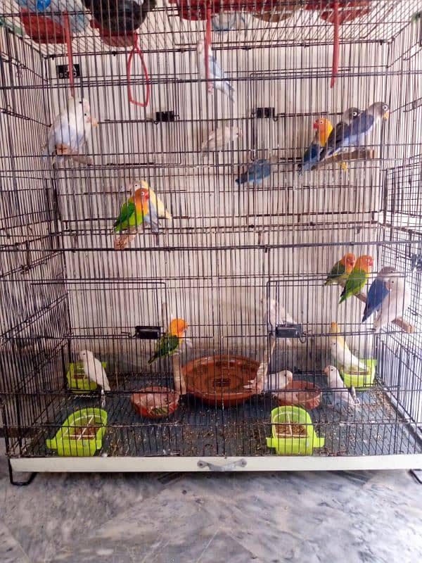Love birds (blue fishri, sable, blue pastel, green opline) 2