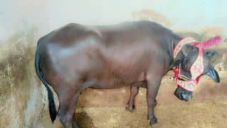 Qurbani k janwar | buffalo female