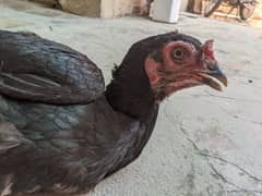 female