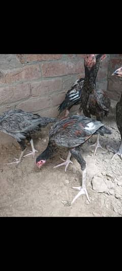 asell chusey pathe 4 hai urgent sale