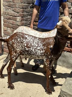 Bakra