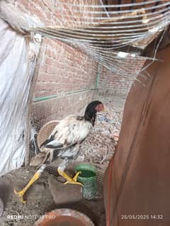 Male and Female Aseel for sale