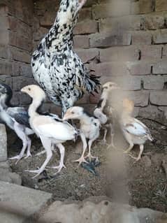 aseel for urgent sale healthy 5 chiks hen