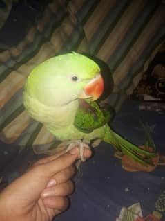 hand