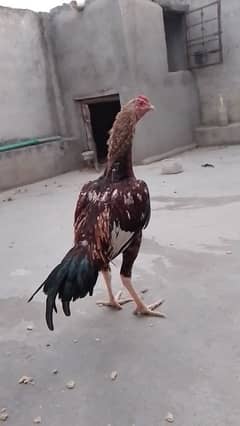 Aseel Patha.