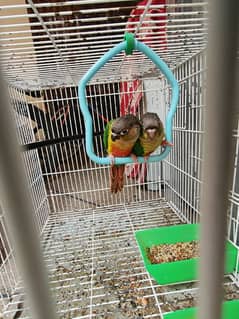 Green chick conour
