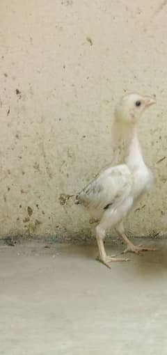 1 aseel chick 25 days father pic attached