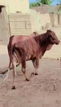 cow for sale wieght 3.5 mond qurbani ky liay 03214099538