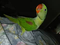 Pharai Bacha 2month kaa hai Hath pr bethTa hai Bolna Sikha rhe hai