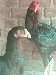 murga ki age 2.5 saal or murgi 1.5