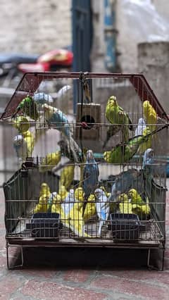 Australian birds