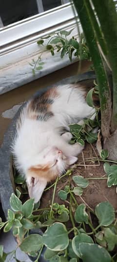 Mix colour Persian female kitten