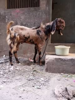 Andal