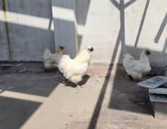 Silkie breeder trio for sale