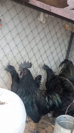 ayam cemani male and female