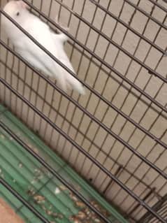 albino breeder female for sale