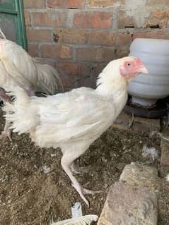 Heera aseel, Shajra aseel or chicks