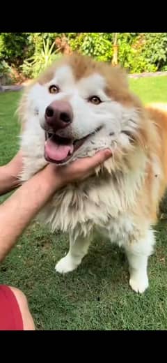siberian huskey petegriied with pasopord