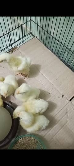 heavy Buff Chiks