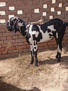 Bakra