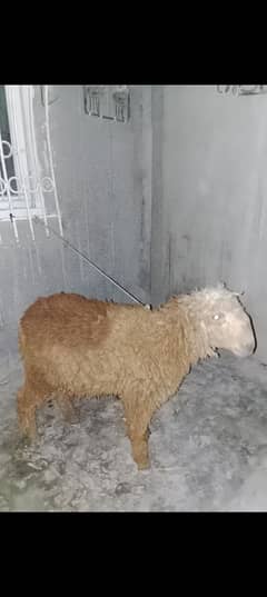 dumba ready for qurbani