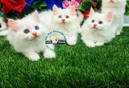 Persian Kittens |Blue eyes Triple Coated | Punch face | fluffy |cat